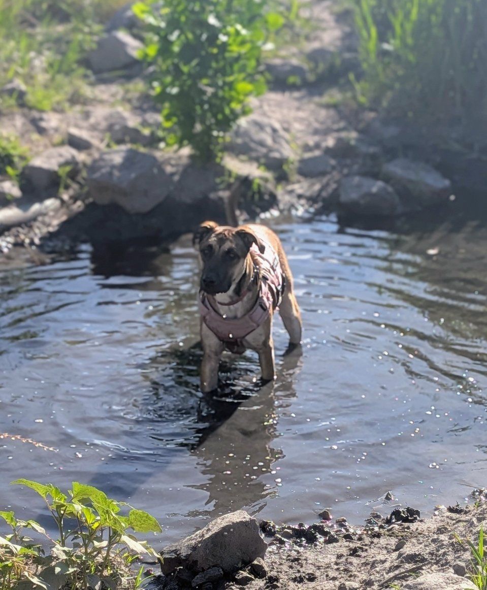 Belgian Malinois Seeking Experienced, Loving Home