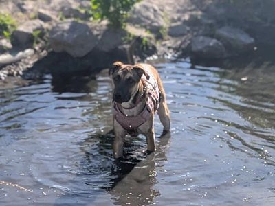 Belgian Malinois Seeking Experienced, Loving Home