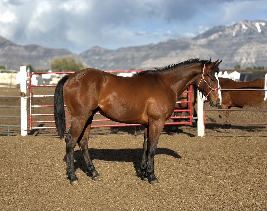 Im Alive Firewater X Goodbye Lane Colt