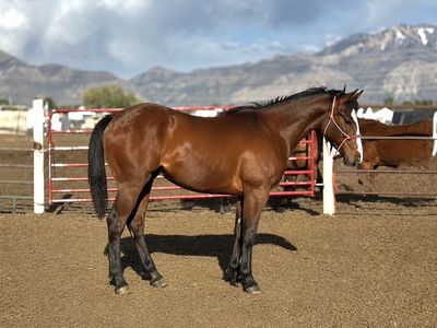 Im Alive Firewater X Goodbye Lane Colt