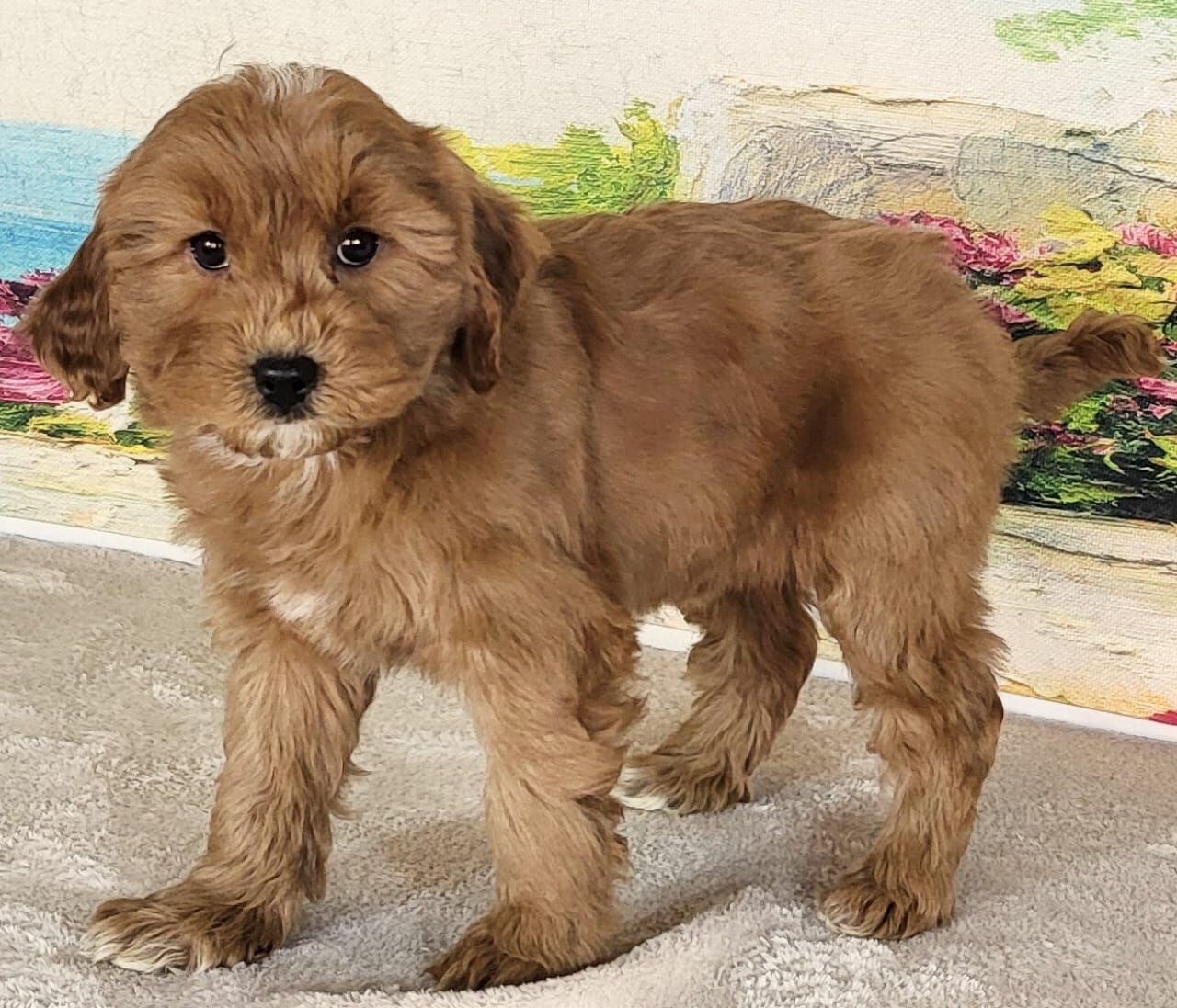 Micro Goldendoodle - Girl Molly $2200