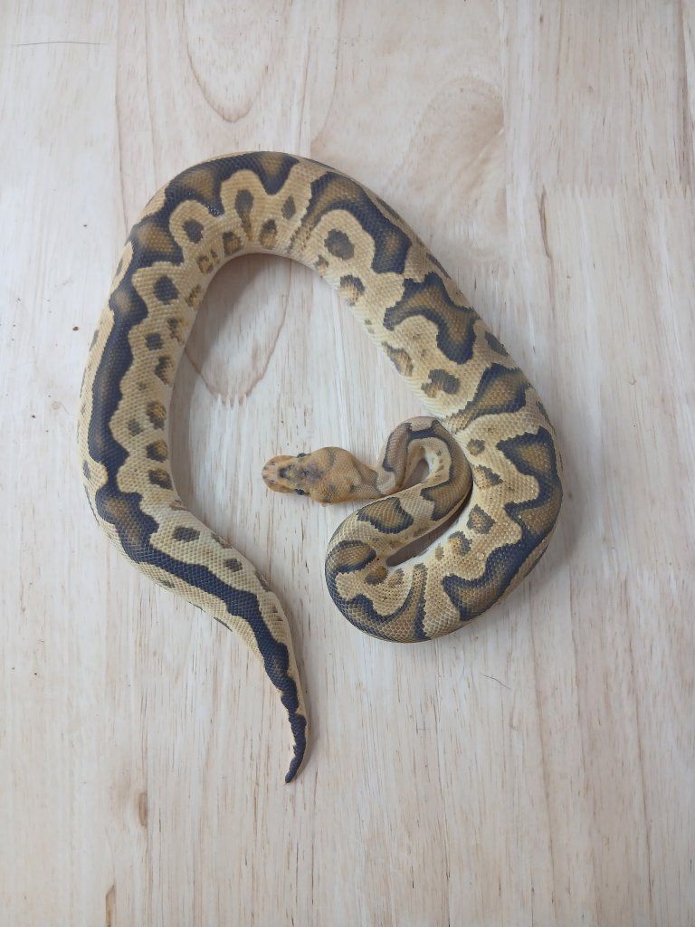 Ball Python
