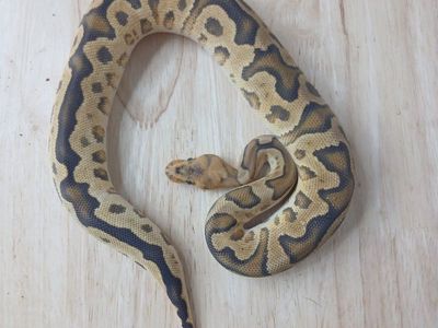Ball Python