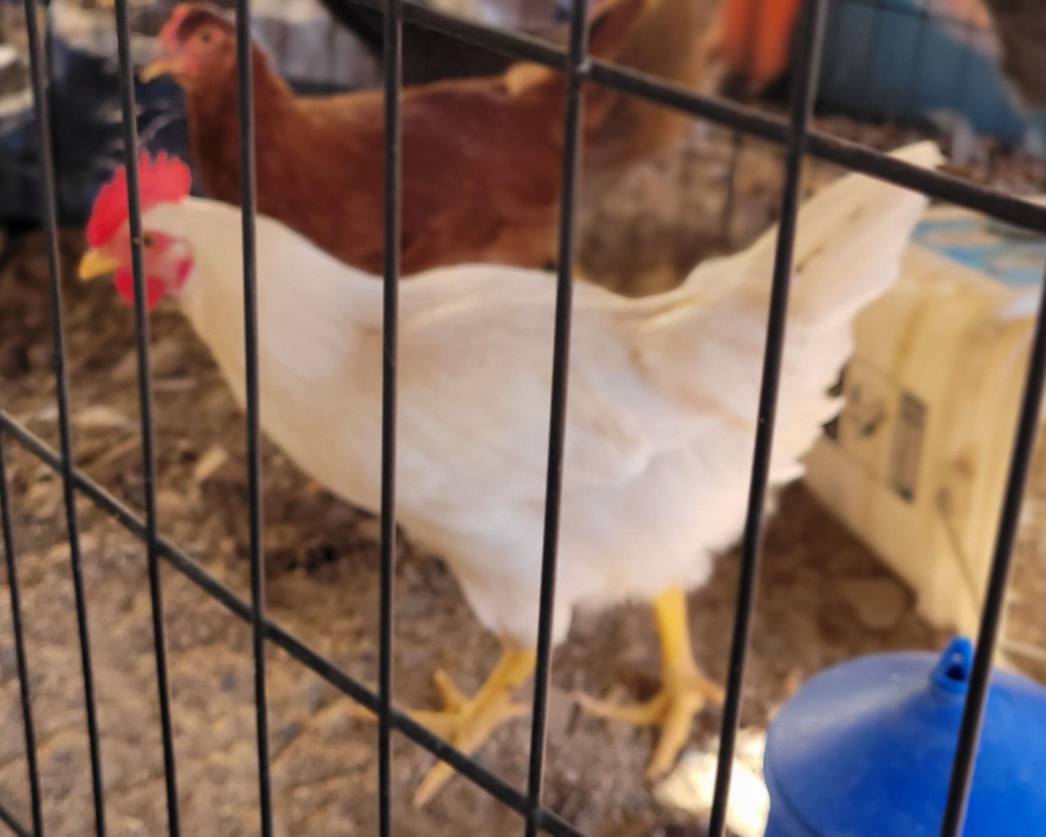 Young leghorn chicken