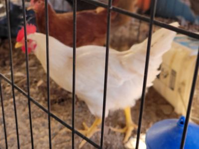 Young leghorn chicken