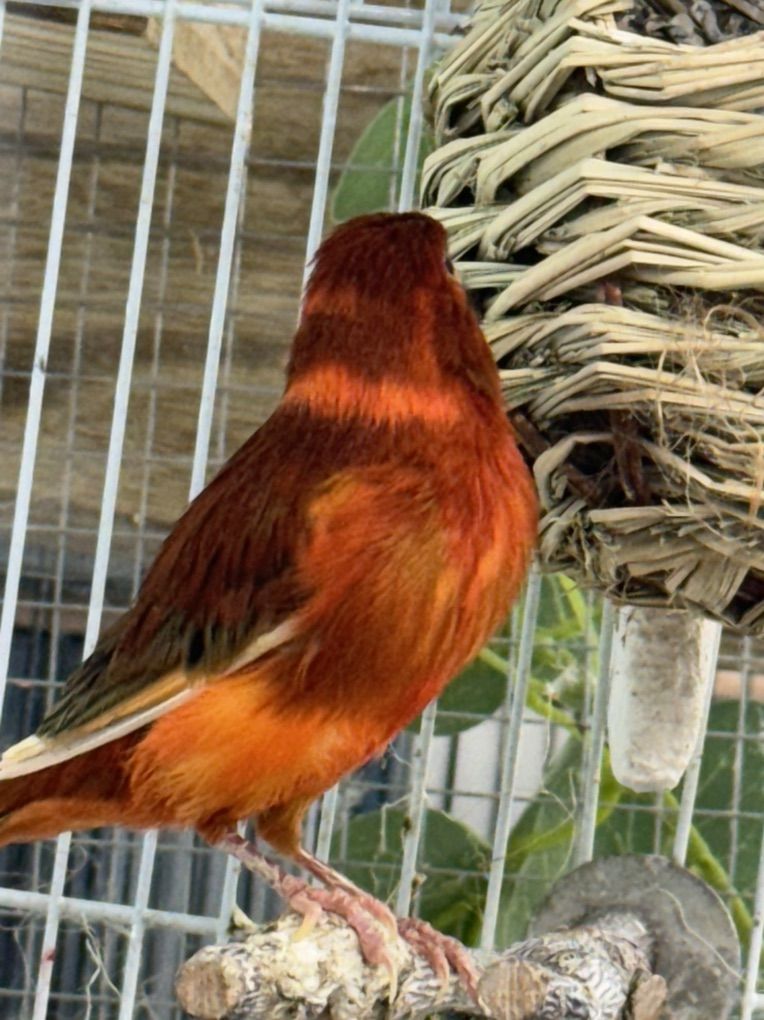 Main image 2