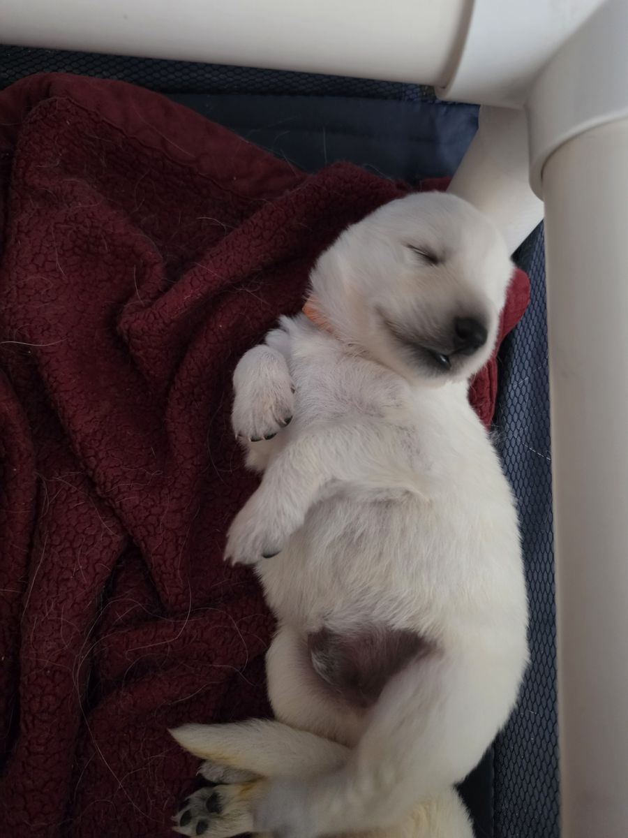 Swiss Shepherd puppies