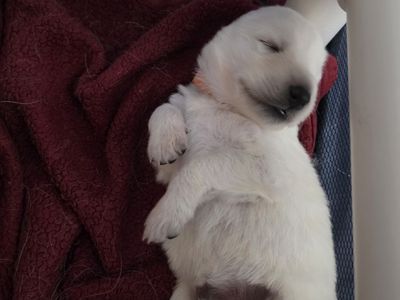 Swiss Shepherd puppies