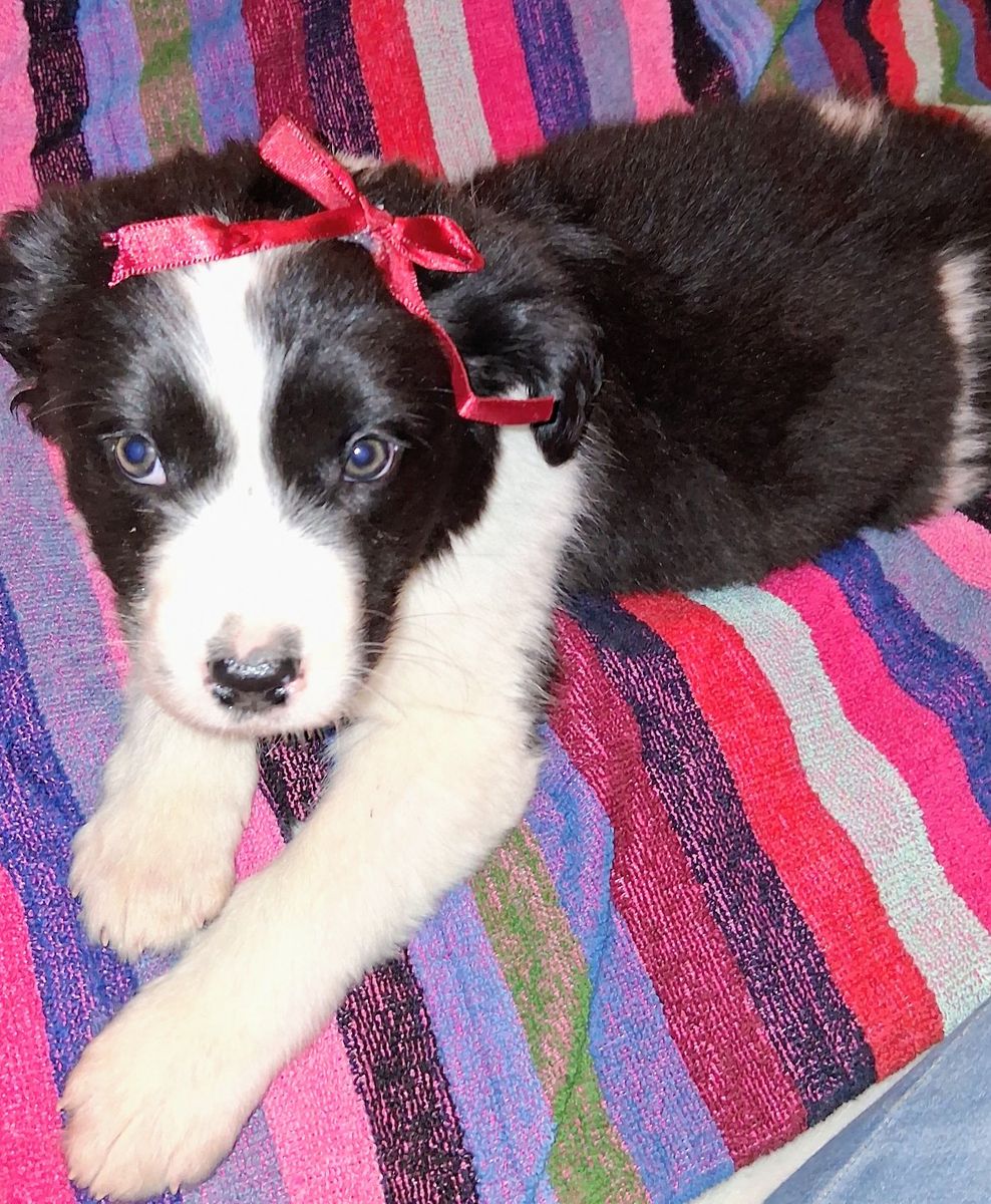 9 weeks old  puppies