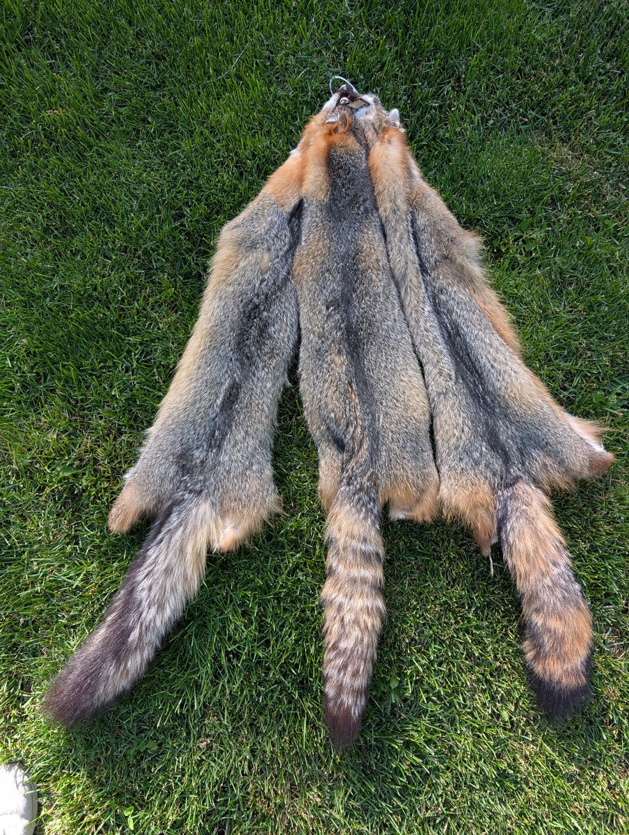 Kit Fox Pelts $60 each 5 pelts to choose from