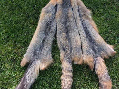 Kit Fox Pelts $60 each 5 pelts to choose from