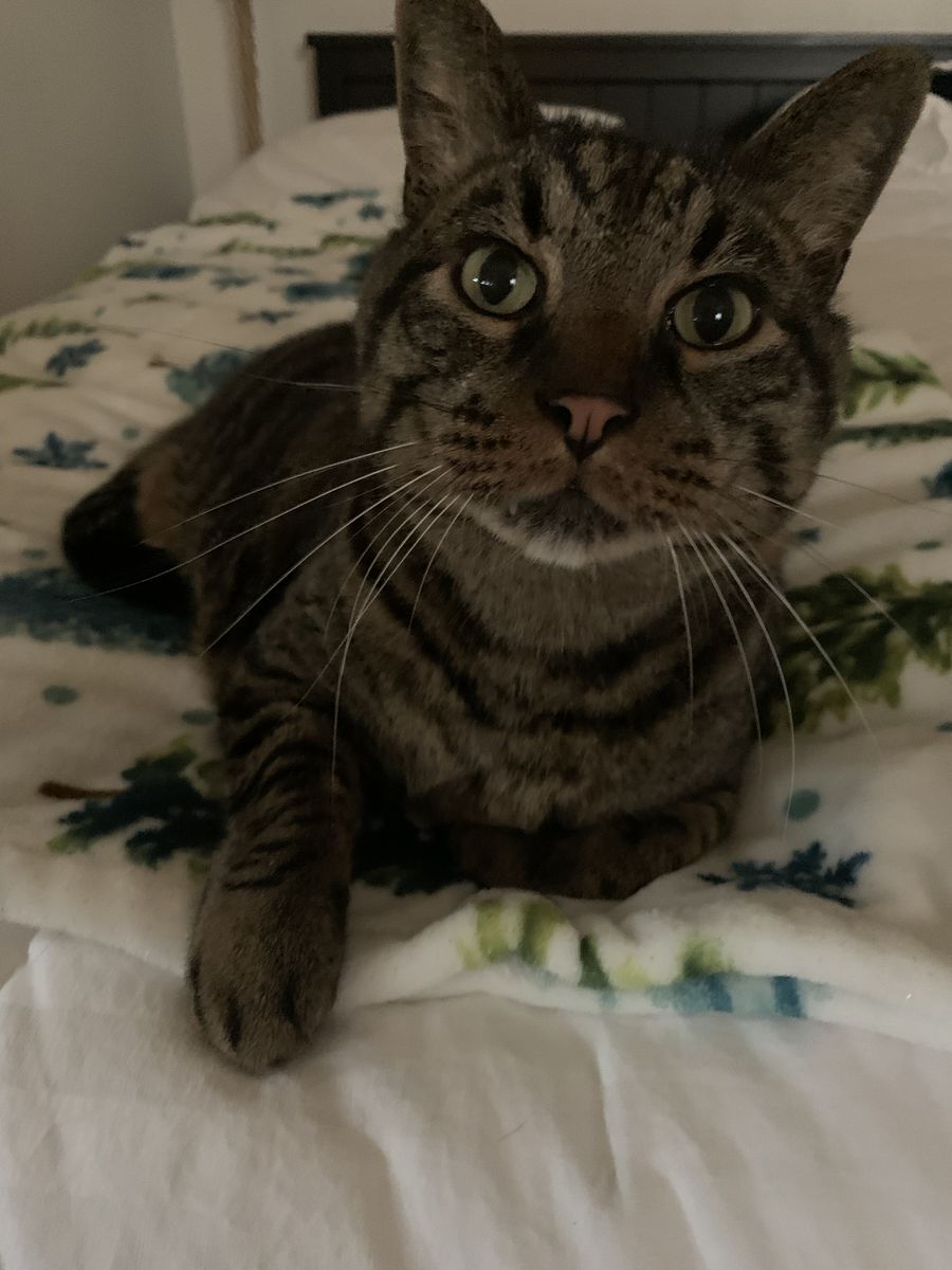 Charlie - Domestic Shorthair Tabby Cat - Male, Neutered