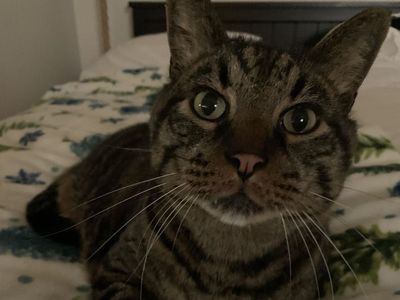 Charlie - Domestic Shorthair Tabby Cat - Male, Neutered