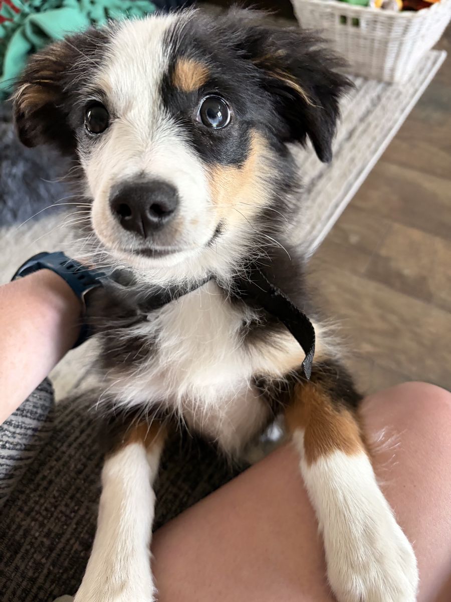 Mini Aussie for Adoption