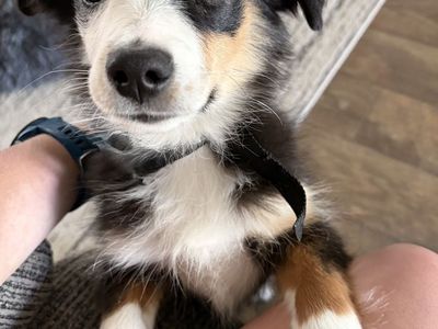 Mini Aussie for Adoption