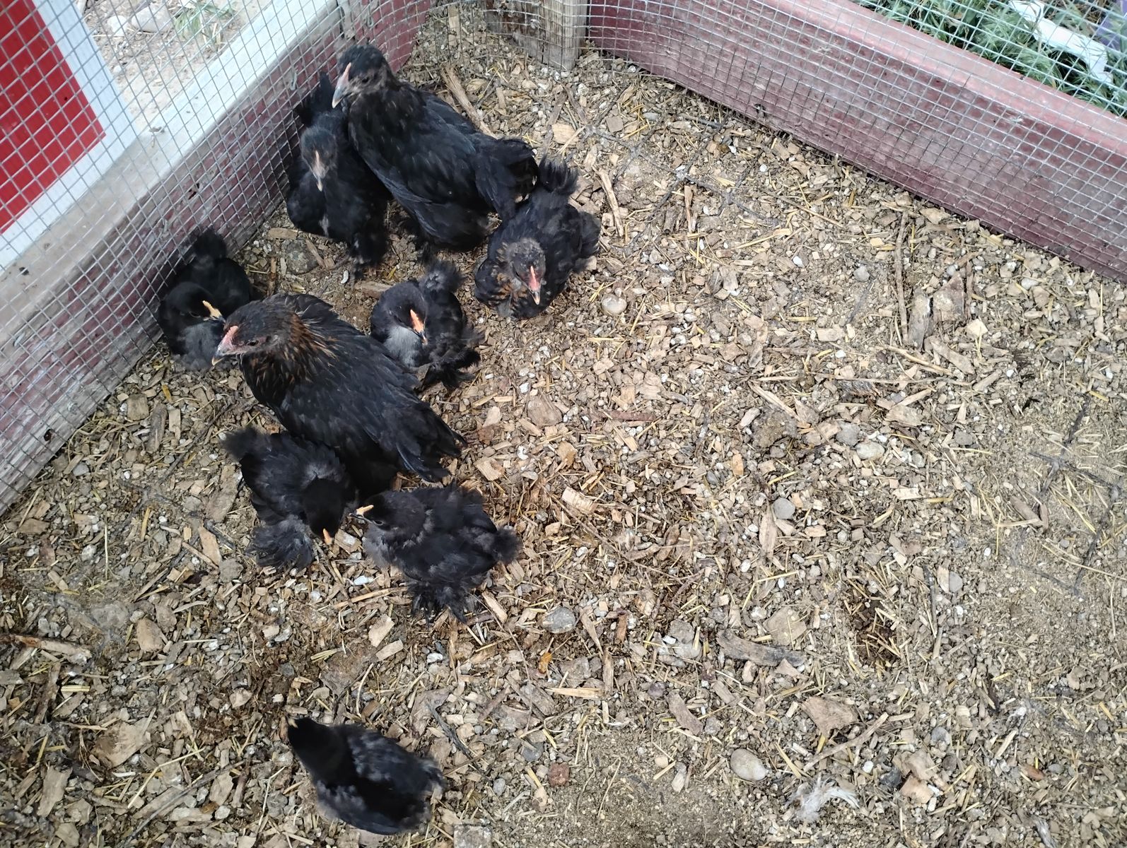 Feathered Bantam Chicks (no brooder needed)