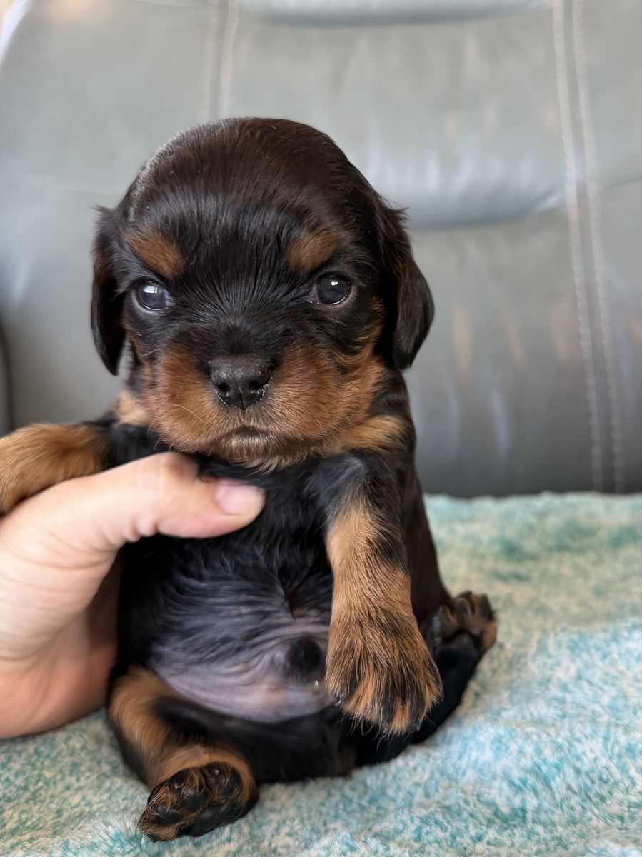 AKC Registered Male King Charles Cavaliers