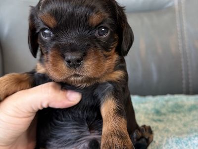 AKC Registered Male King Charles Cavaliers