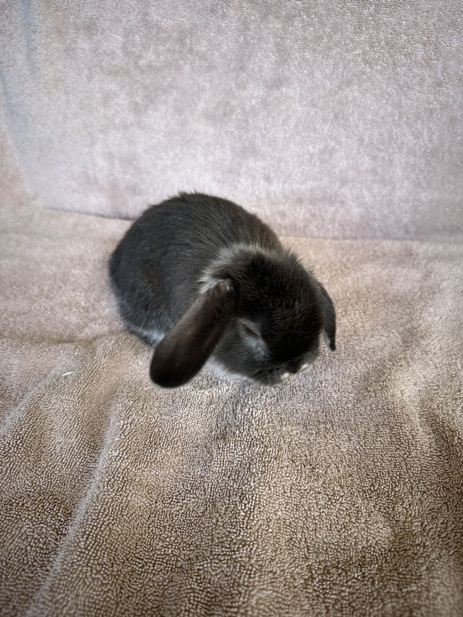 Holland Lop, purebred black otter doe (female)