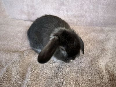 Holland Lop, purebred black otter doe (female)