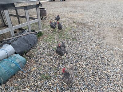 chickens and chicken coop