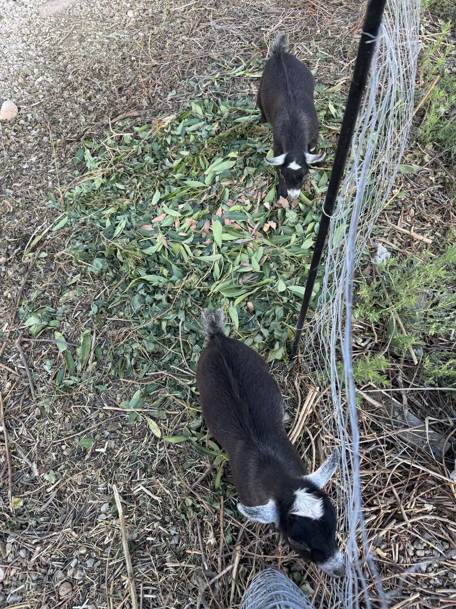 Goats