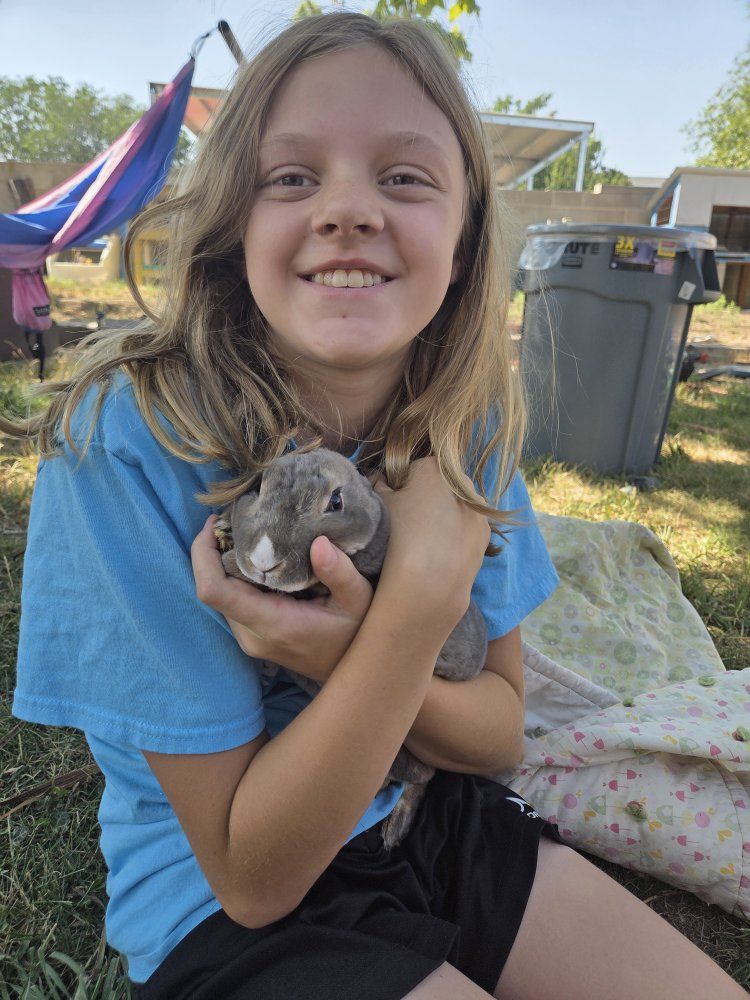 Vienna-marked lynx mini rex buck rabbit