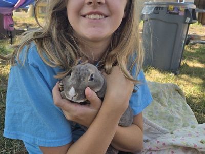 Vienna-marked lynx mini rex buck rabbit