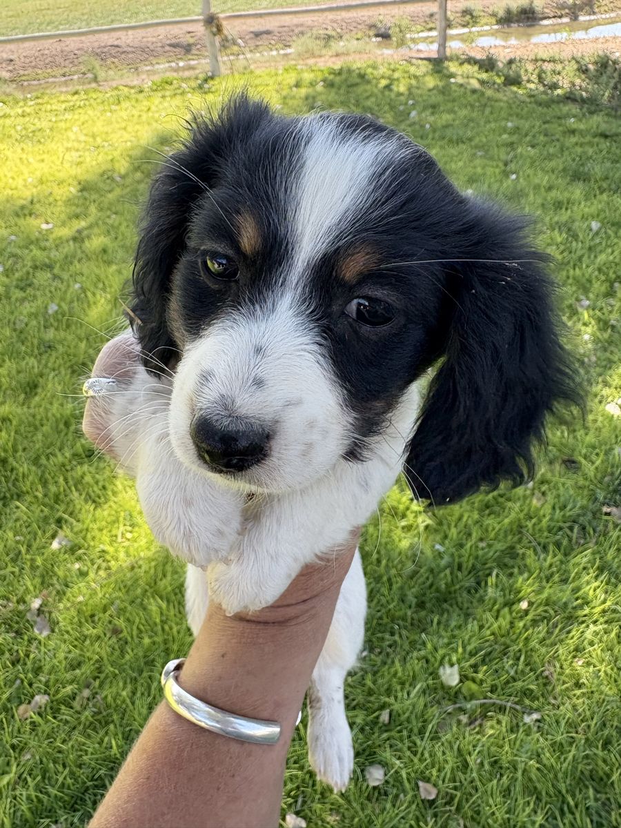 Mini Dachshund Female