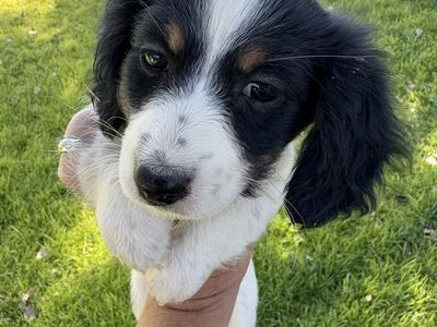 Mini Dachshund Female