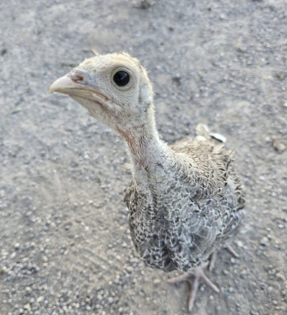 Turkey Poults - Young Heritage Turkeys