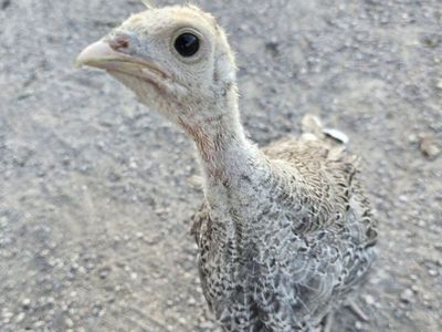 Turkey Poults - Young Heritage Turkeys