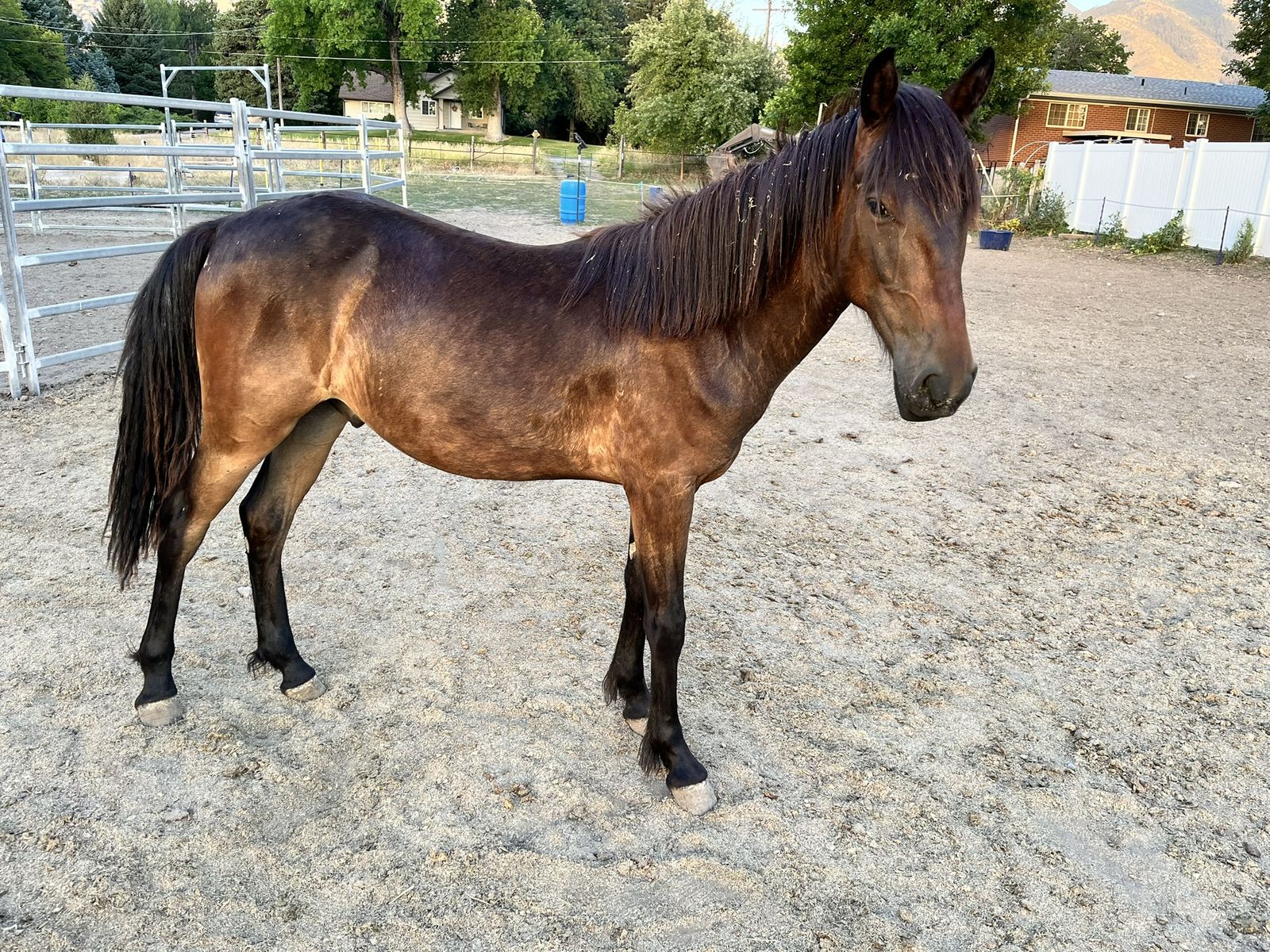 BLM Yearling Mustang Gelding