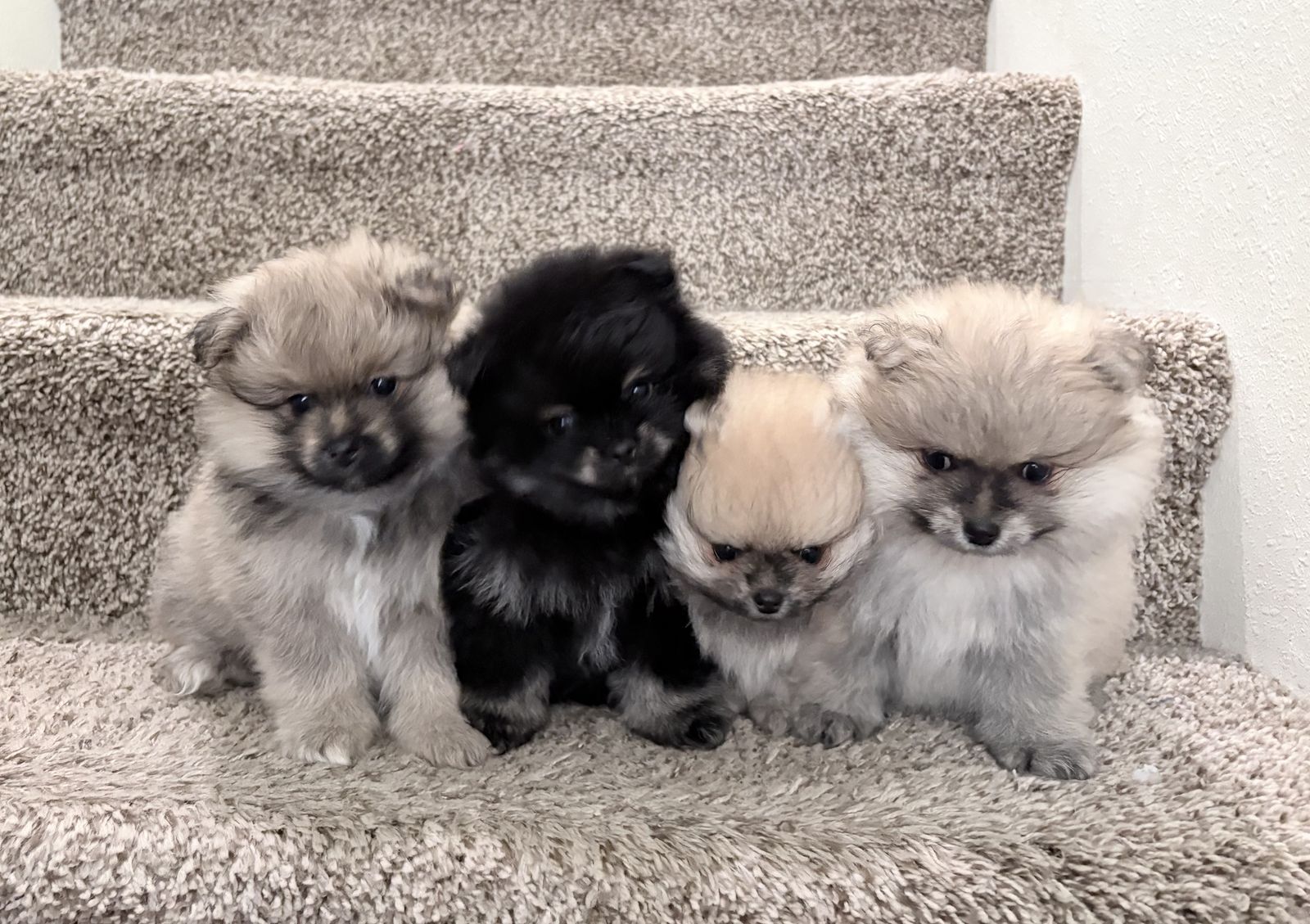 Pomeranian puppies