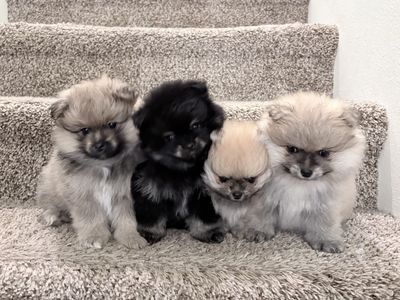 Pomeranian puppies