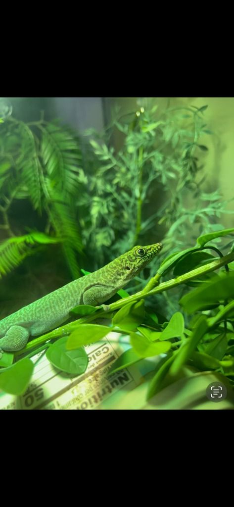Sweet Pea the Standings Day Gecko