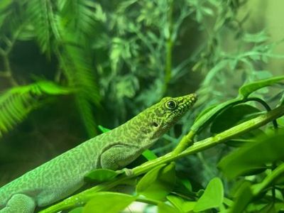 Sweet Pea the Standings Day Gecko