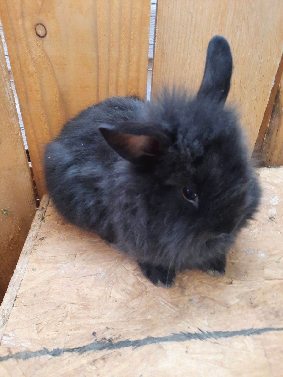 Lionhead Mix Bunnies