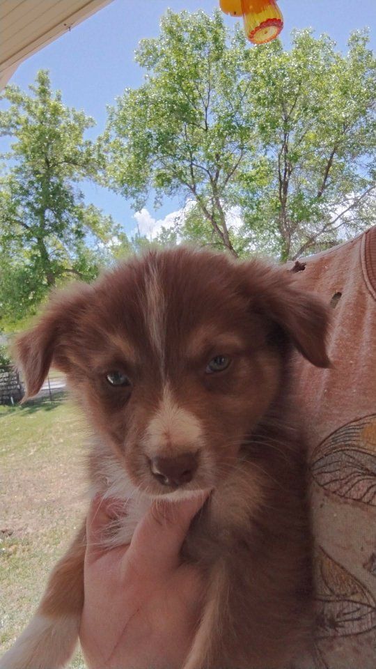 Australian Shepherd puppies 2 left