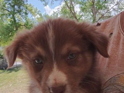 Australian Shepherd puppies 2 left