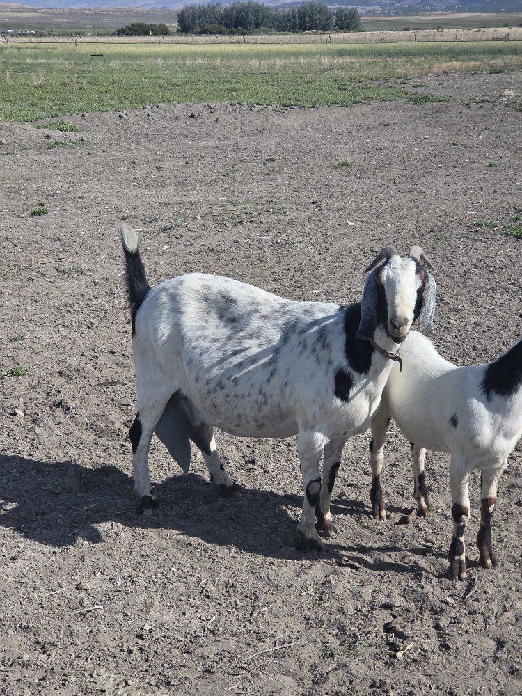 Nubian Doe