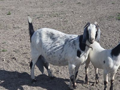 Nubian Doe