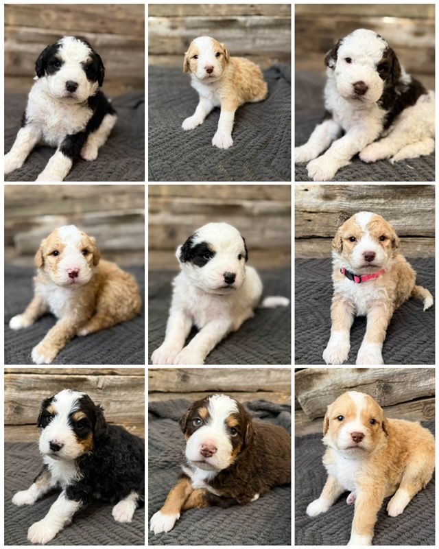 Bernedoodle Puppies - Ready Soon