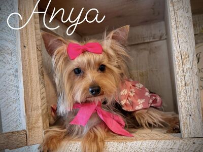 Adorable Yorkie puppies