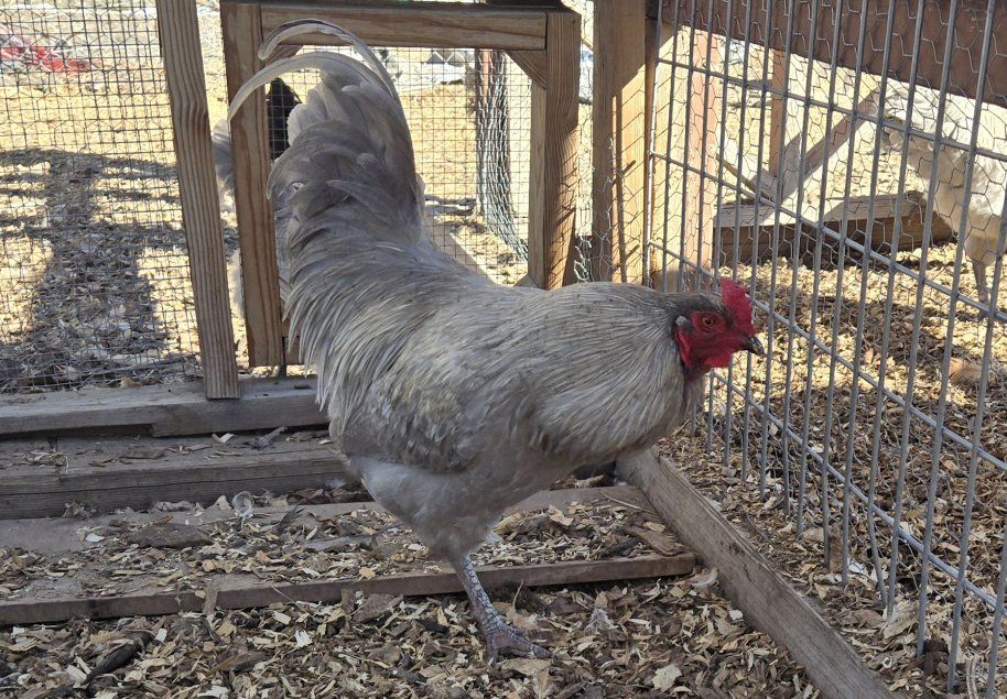 Olive egger rooster