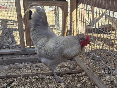 Olive egger rooster