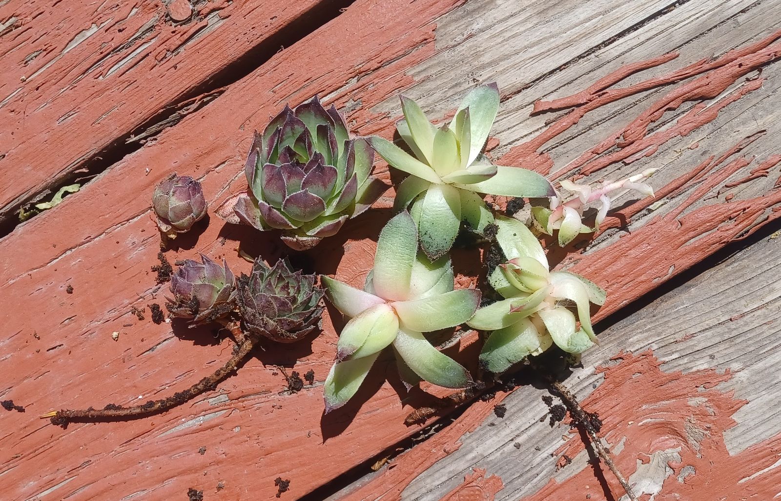 Clearance!  Hen and Chicks Succulent Perennial Plants