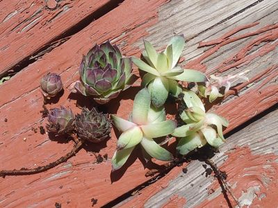 Clearance! Hen and Chicks Succulent Perennial Plants