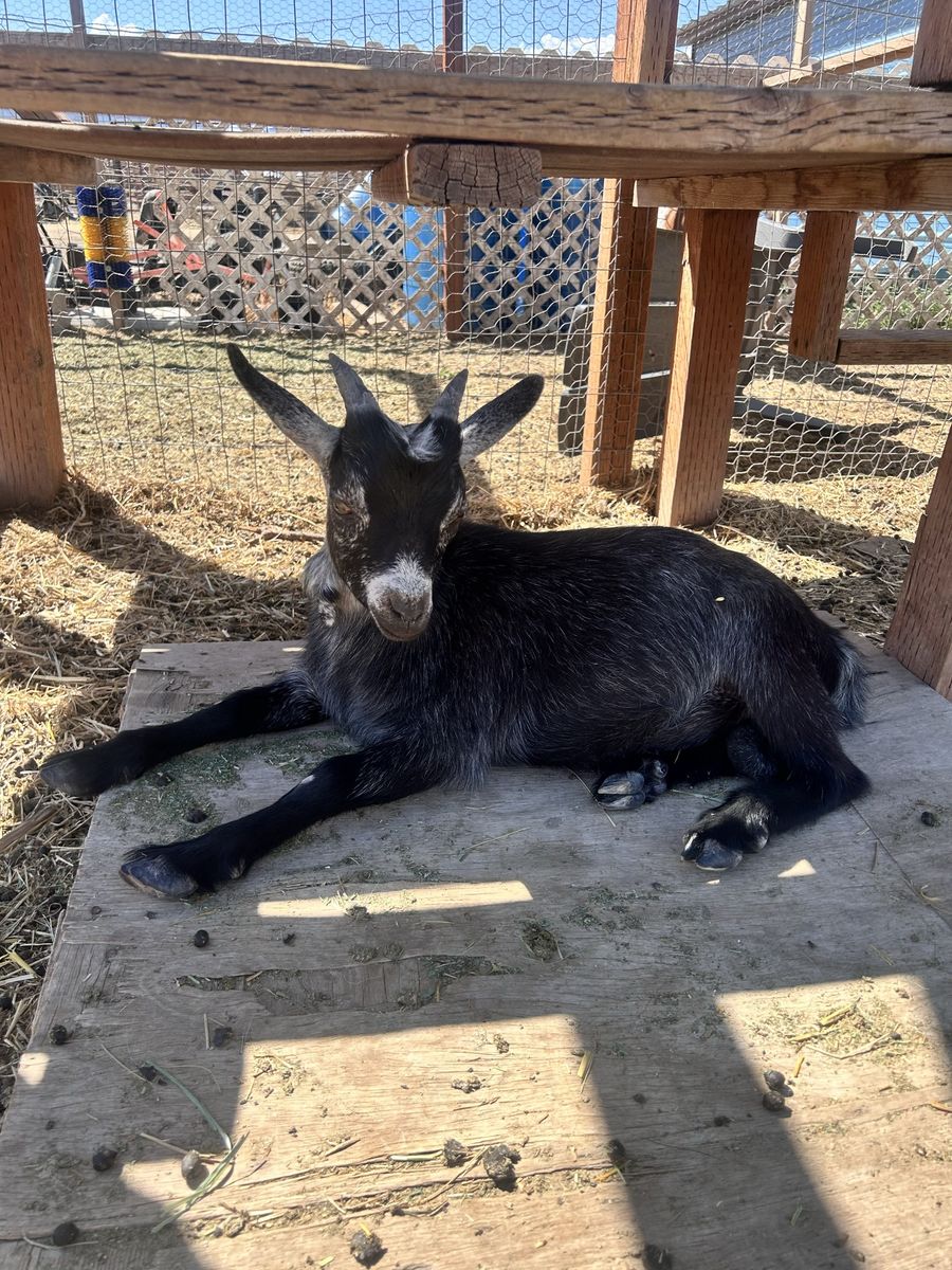 Ready to go Nigerian Dwarf buckling