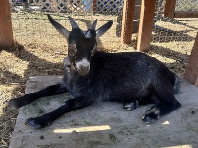 Ready to go Nigerian Dwarf buckling